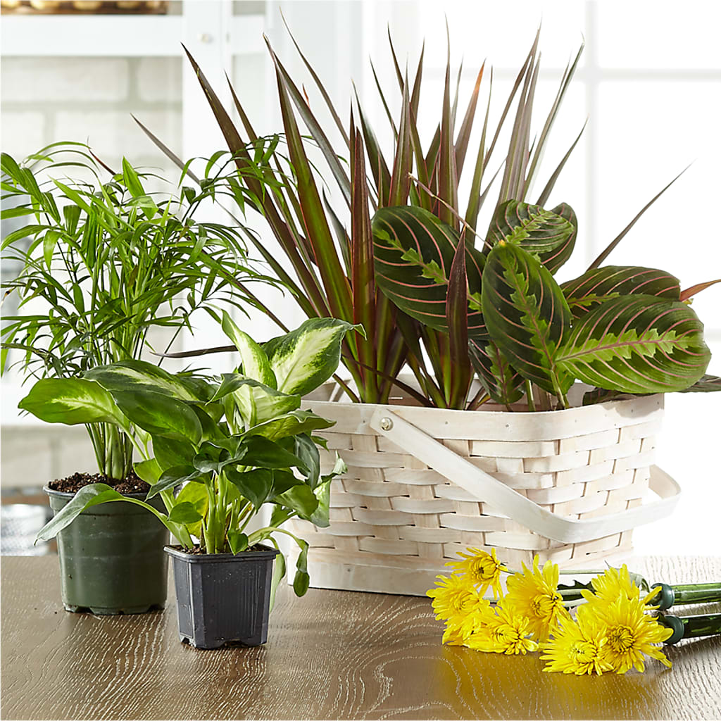 Florist Designed Blooming and Green Plants in a Basket – Bush Flower Shop, North Augusta SC