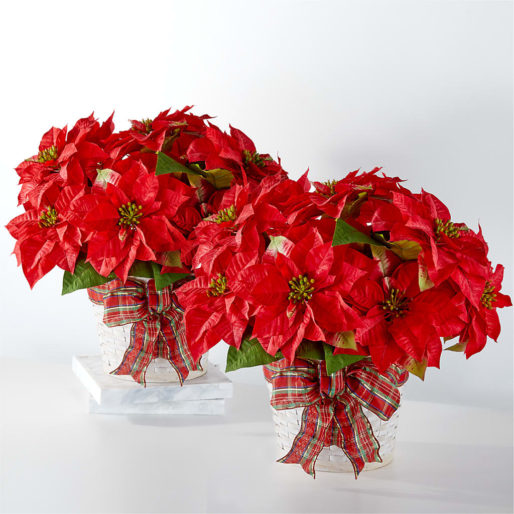 Happiest Holidays Poinsettia Bundle – Bush Flower Shop, North Augusta SC