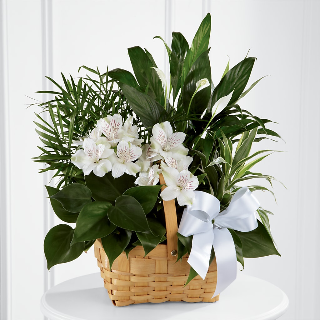 Peace & Serenity Dishgarden – Bush Flower Shop, North Augusta SC