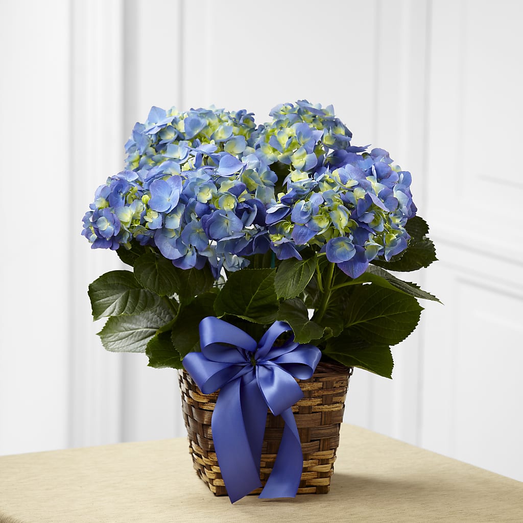 Blue Hydrangea Planter – Bush Flower Shop, North Augusta SC