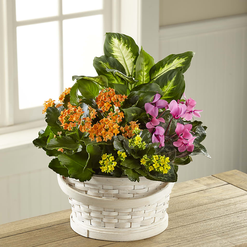 Color Crush Dishgarden – Bush Flower Shop, North Augusta SC