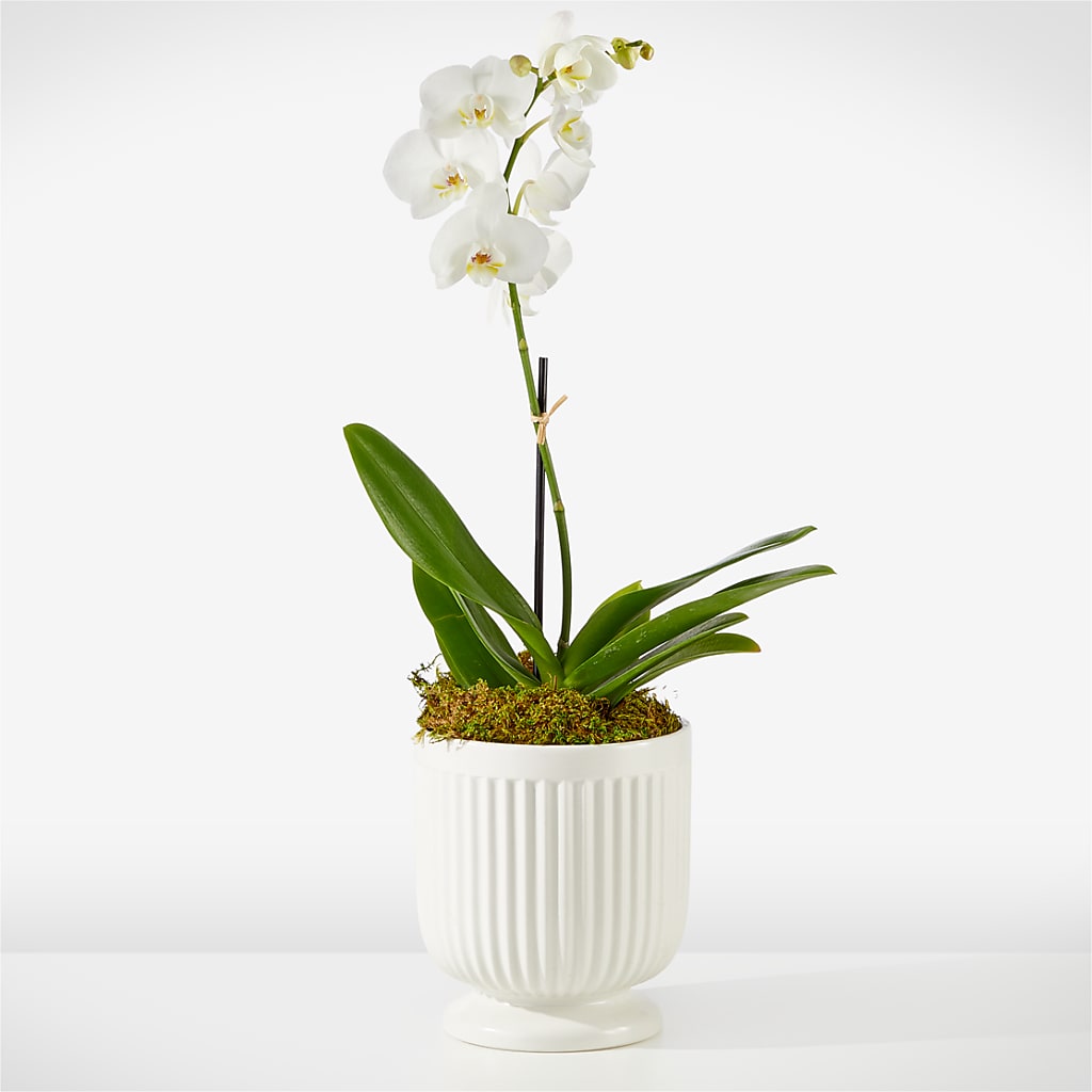 Whispering White Orchid – Bush Flower Shop, North Augusta SC