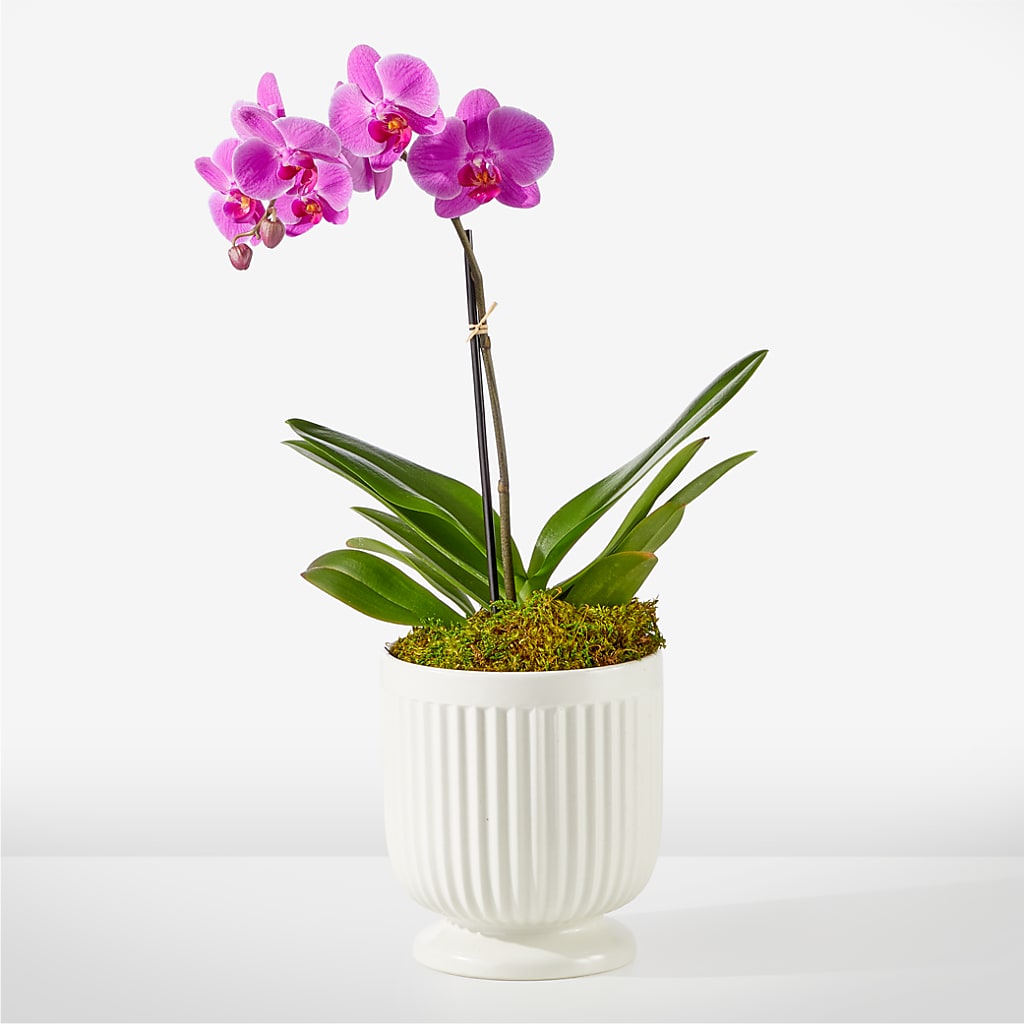 Friendly Fuchsia Orchid – Bush Flower Shop, North Augusta SC