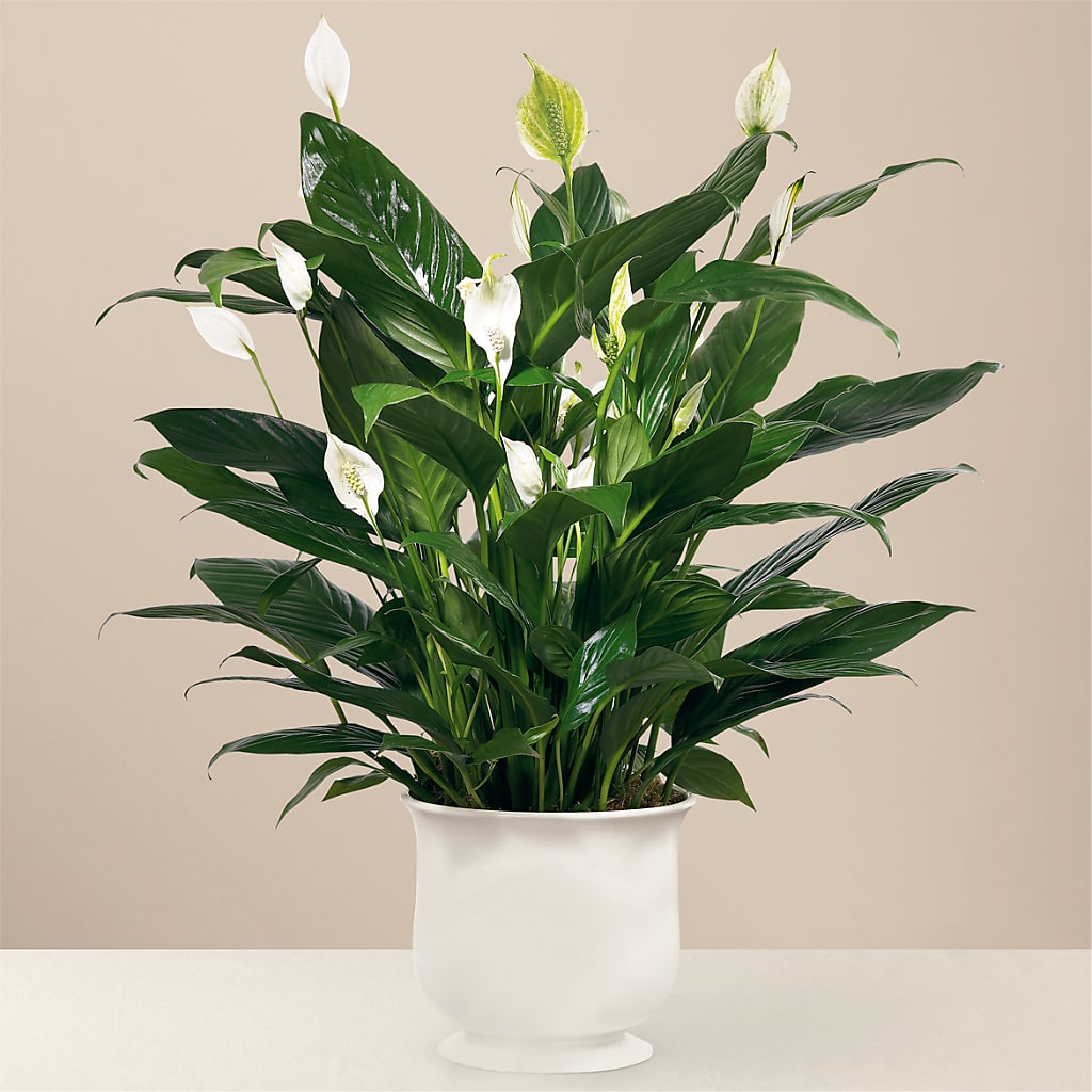 Comfort Planter – Bush Flower Shop, North Augusta SC