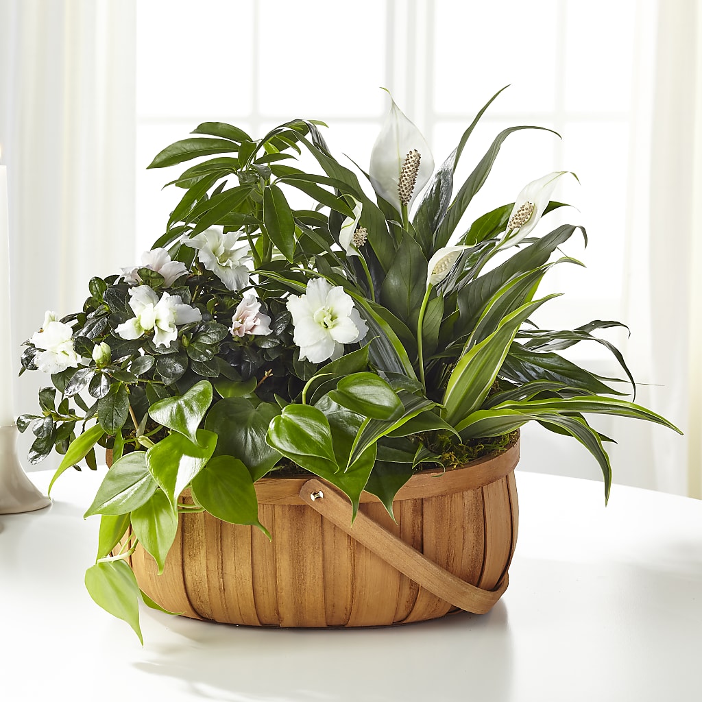 Serene Dishgarden – Bush Flower Shop, North Augusta SC