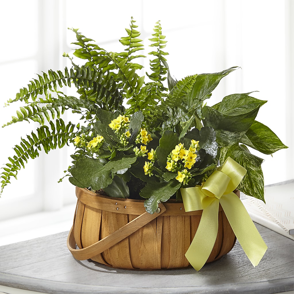 Always Dear Dishgarden – Bush Flower Shop, North Augusta SC