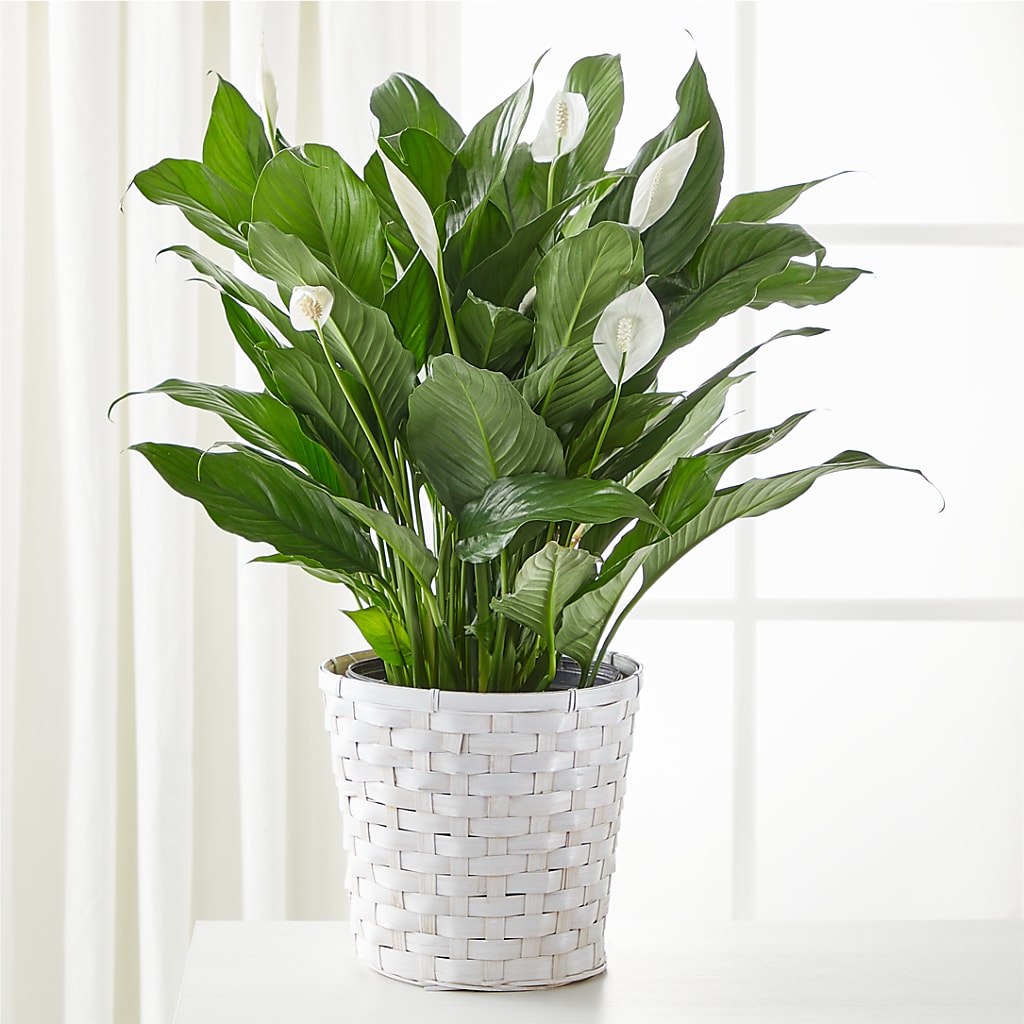 A New Leaf Peace Lily – Bush Flower Shop, North Augusta SC