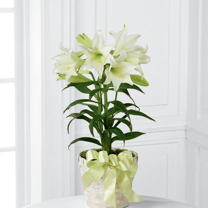 Easter Lily Plant –  Bush Flower Shop, North Augusta SC