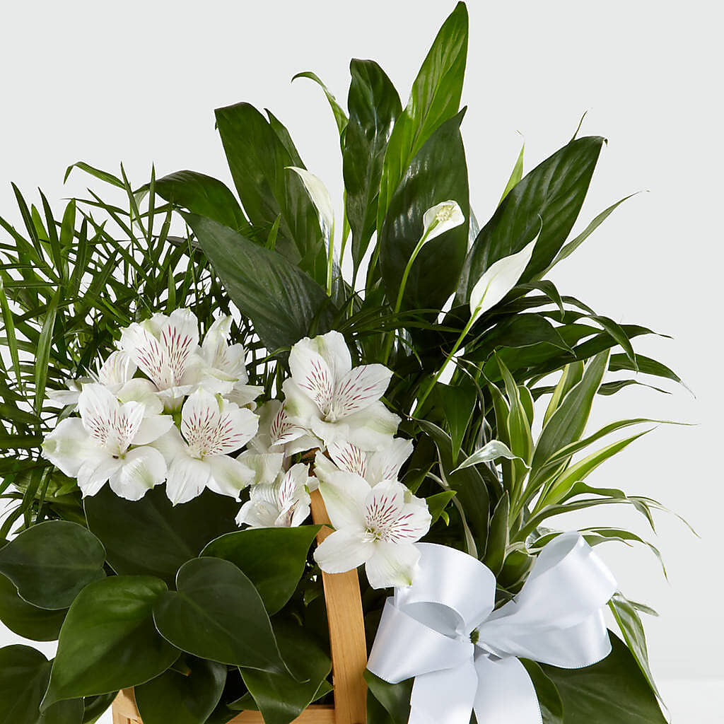 Peace & Serenity Dishgarden –  Bush Flower Shop, North Augusta SC