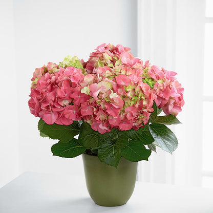 Pink Hydrangea Planter –  Bush Flower Shop, North Augusta SC