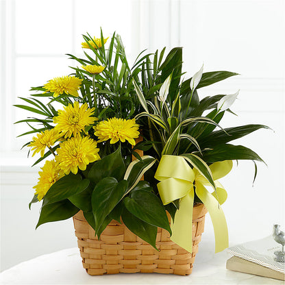 Loving Light Dishgarden –  Bush Flower Shop, North Augusta SC
