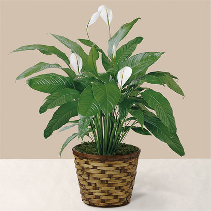 Tranquil Moments Peace Lily Plant –  Bush Flower Shop, North Augusta SC