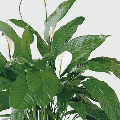 Tranquil Moments Peace Lily Plant –  Bush Flower Shop, North Augusta SC