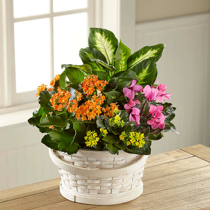 Color Crush Dishgarden –  Bush Flower Shop, North Augusta SC