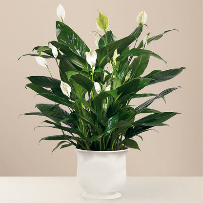 Comfort Planter –  Bush Flower Shop, North Augusta SC