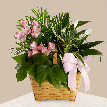 Living Spirit Dishgarden –  Bush Flower Shop, North Augusta SC