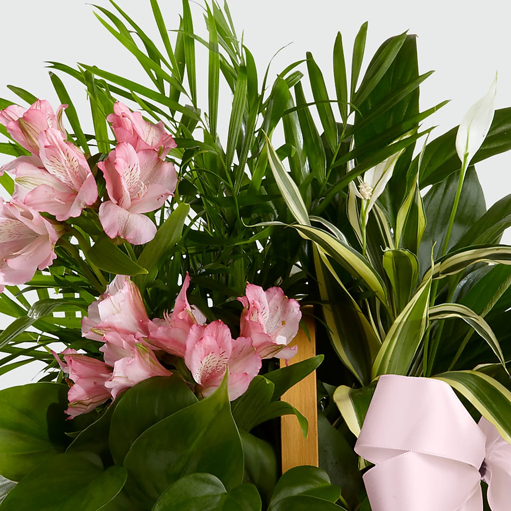 Living Spirit Dishgarden –  Bush Flower Shop, North Augusta SC