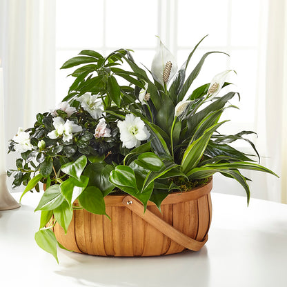 Serene Dishgarden –  Bush Flower Shop, North Augusta SC