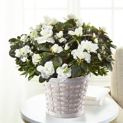 White Azalea Plant –  Bush Flower Shop, North Augusta SC