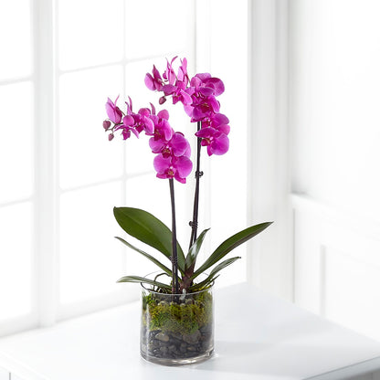 Pink Orchid Plant –  Bush Flower Shop, North Augusta SC