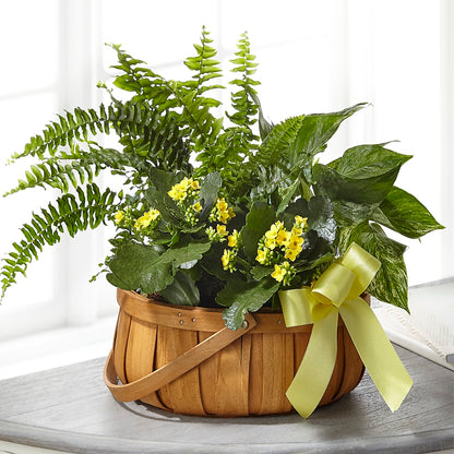 Always Dear Dishgarden –  Bush Flower Shop, North Augusta SC