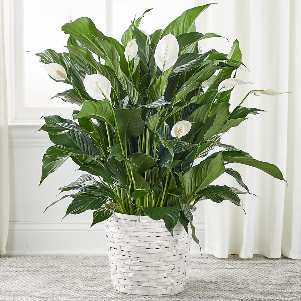 japanese peace lily buy A New Leaf Peace Lily