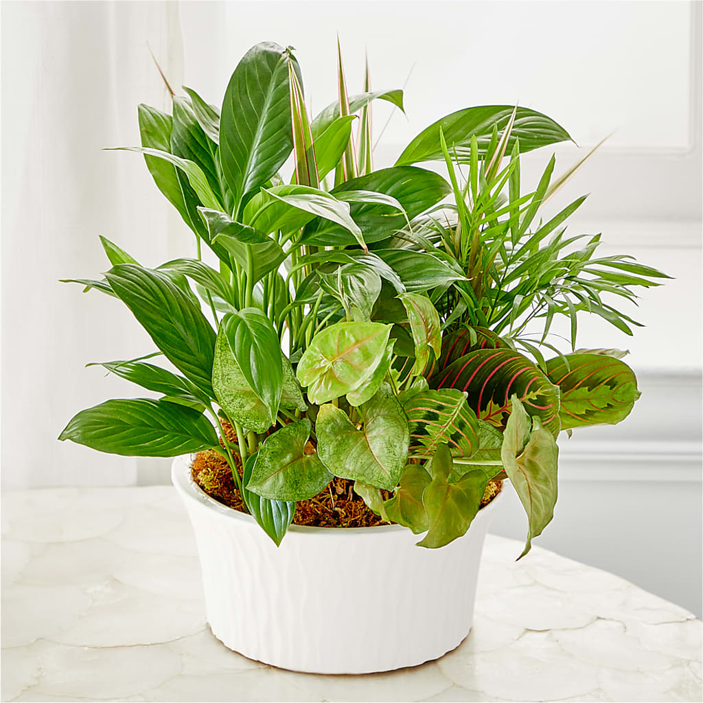 Balance & Harmony Dishgarden –  Bush Flower Shop, North Augusta SC