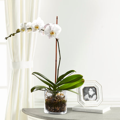 White Orchid Planter –  Bush Flower Shop, North Augusta SC
