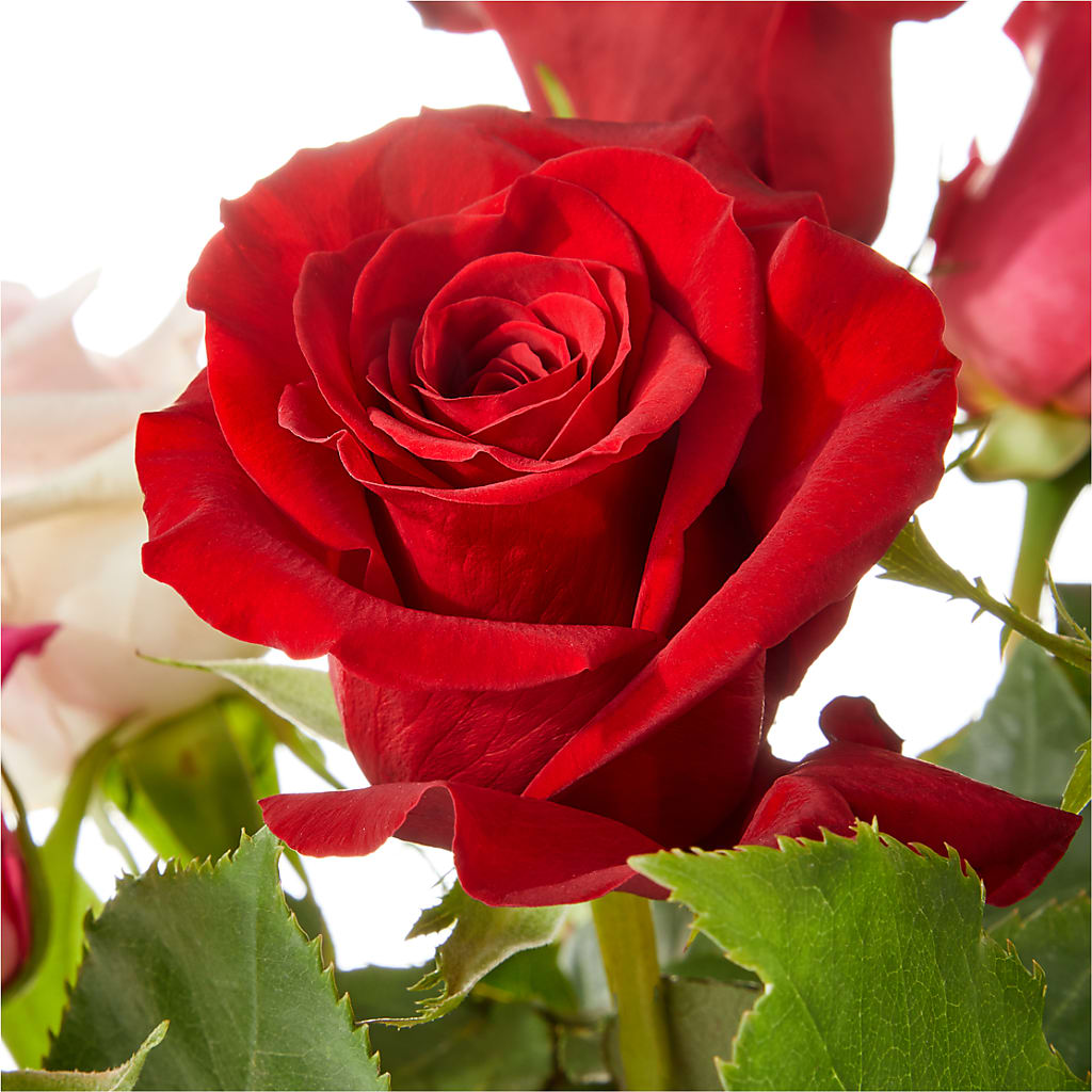 Love Notes Rose Bouquet –  Bush Flower Shop, North Augusta SC
